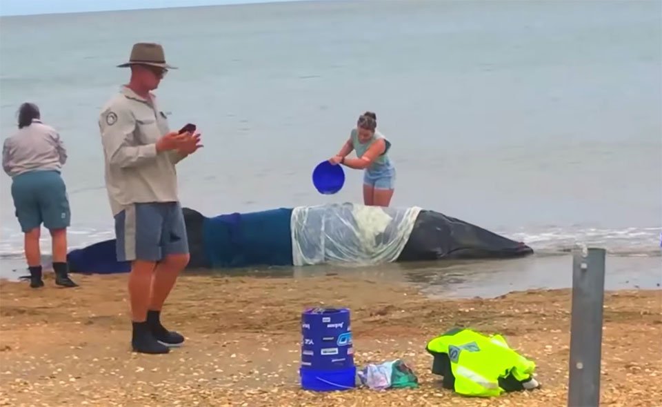 Residentes se unen para salvarle la vida a una ballena enana varada 4 Residentes se unen para salvar a una ballena