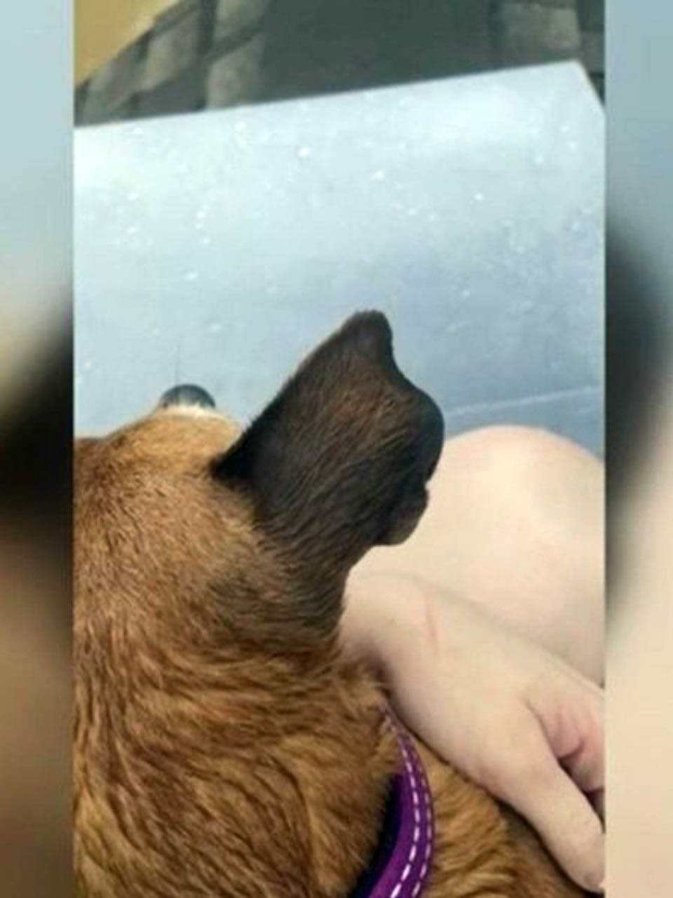 Adolescente salvó a su perrita nadando hasta un techo en una inundación 5 Adolescente salvó a su perrita nadando