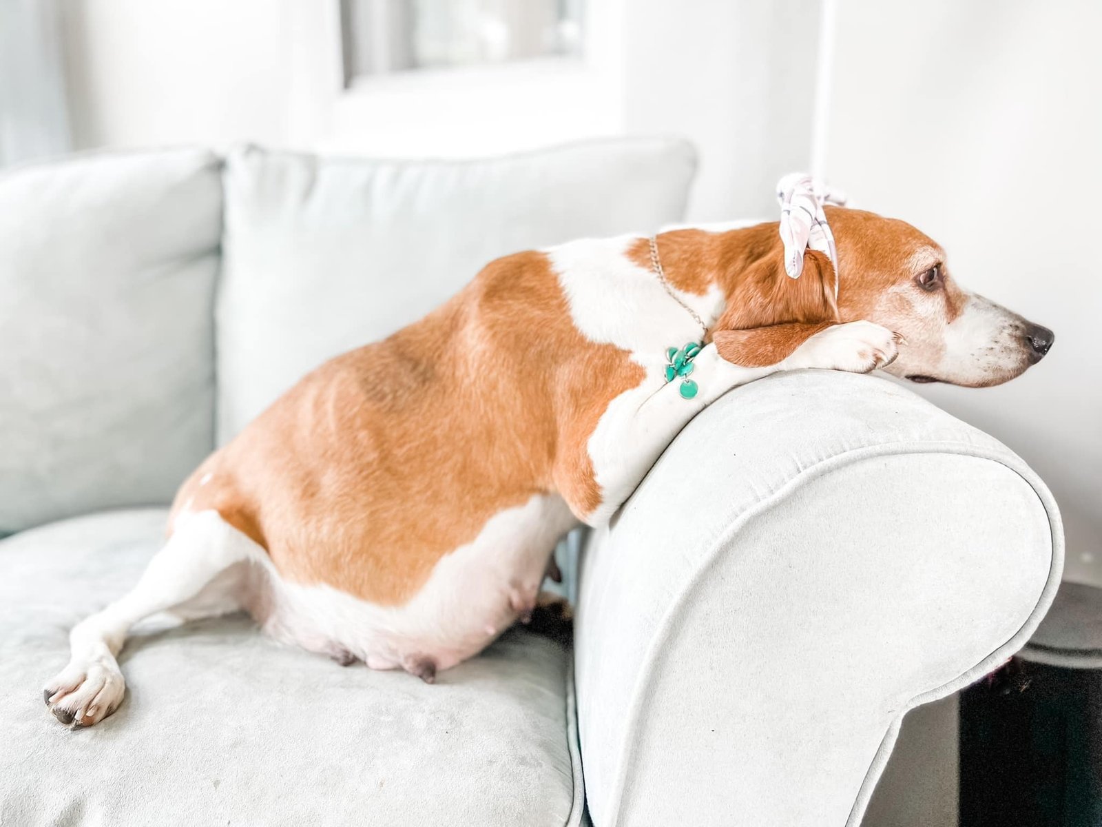 Perrita rescatada Adorable sesión de fotos de embarazo