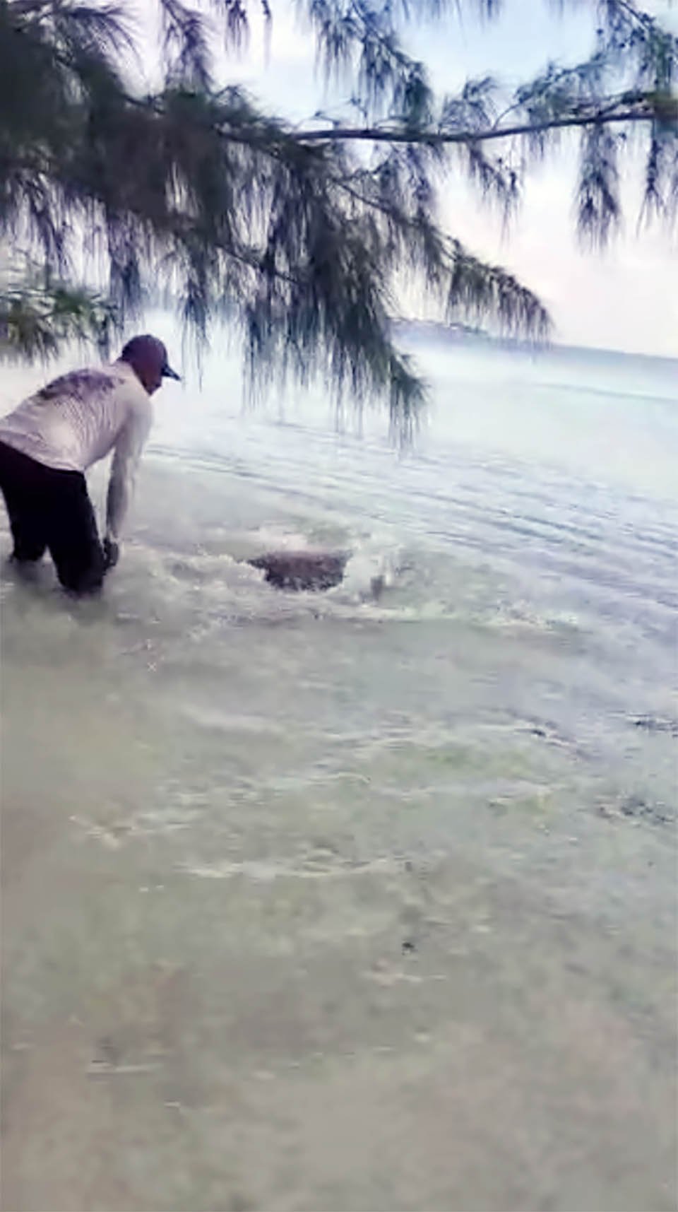 Hombre encuentra una tortuga marina varada y corre en su ayuda 4 Hombre encuentra una tortuga marina