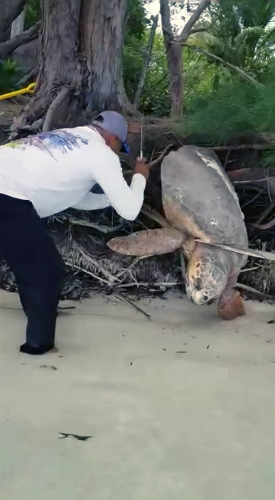 Hombre encuentra una tortuga marina varada y corre en su ayuda 3 Hombre encuentra una tortuga marina varada