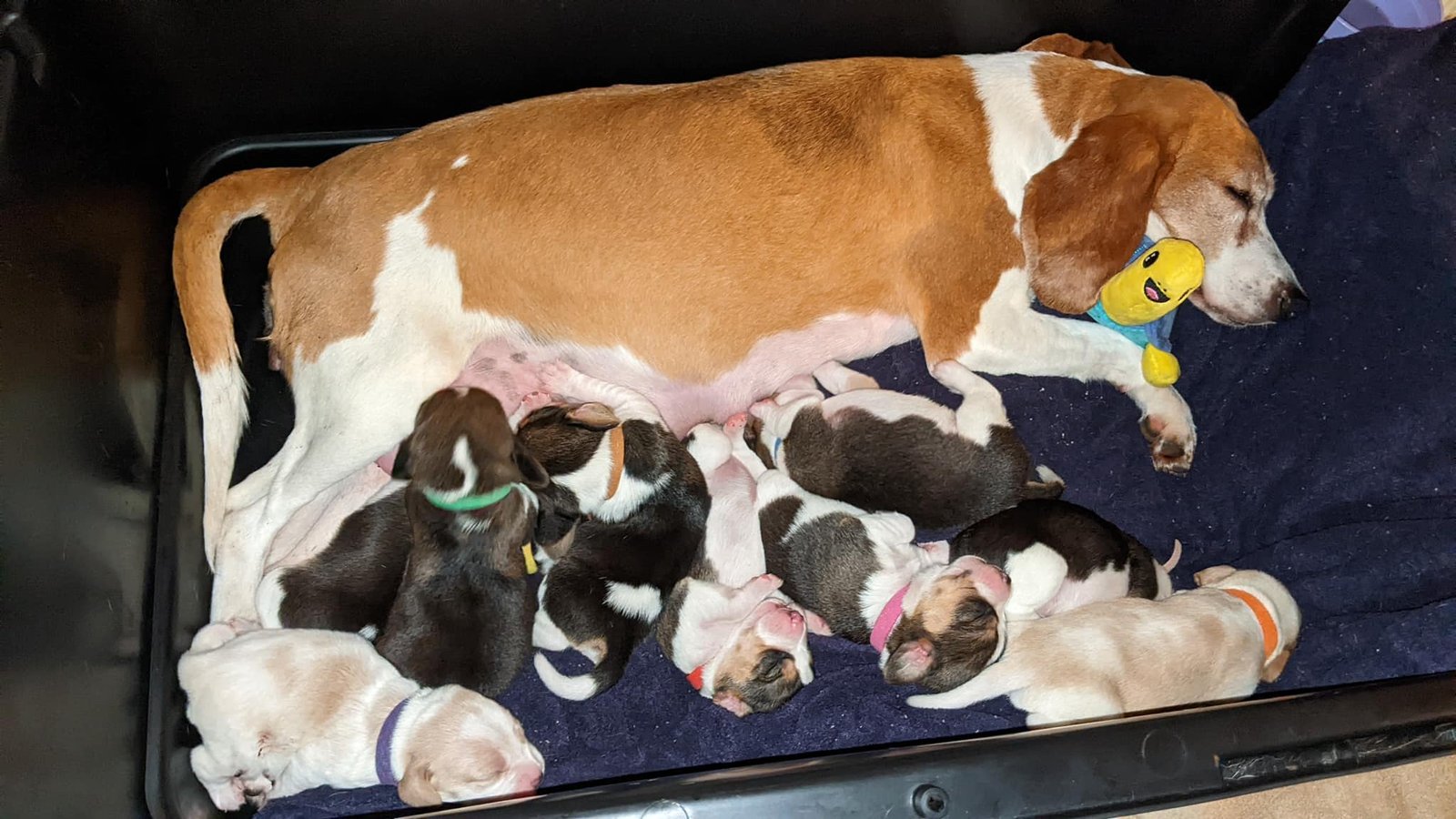 Perrita rescatada embarazada obtiene su propia sesión de fotos de maternidad y está absolutamente radiante 6 Perrita rescatada y sus bebés