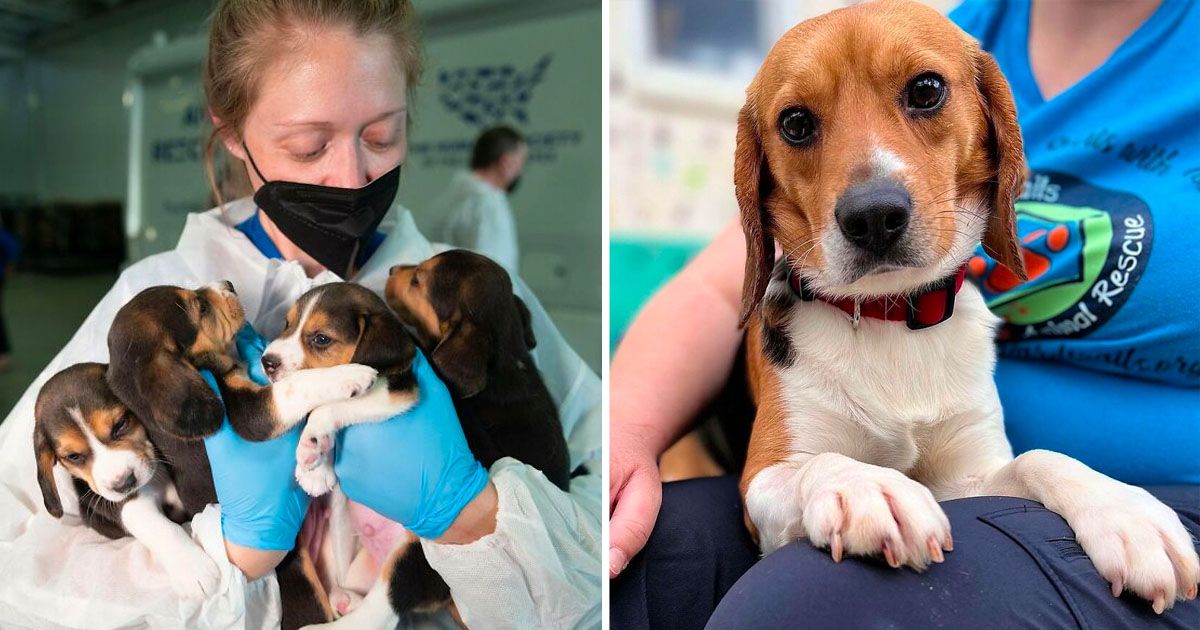 4000 beagles criados experimentos rescatados