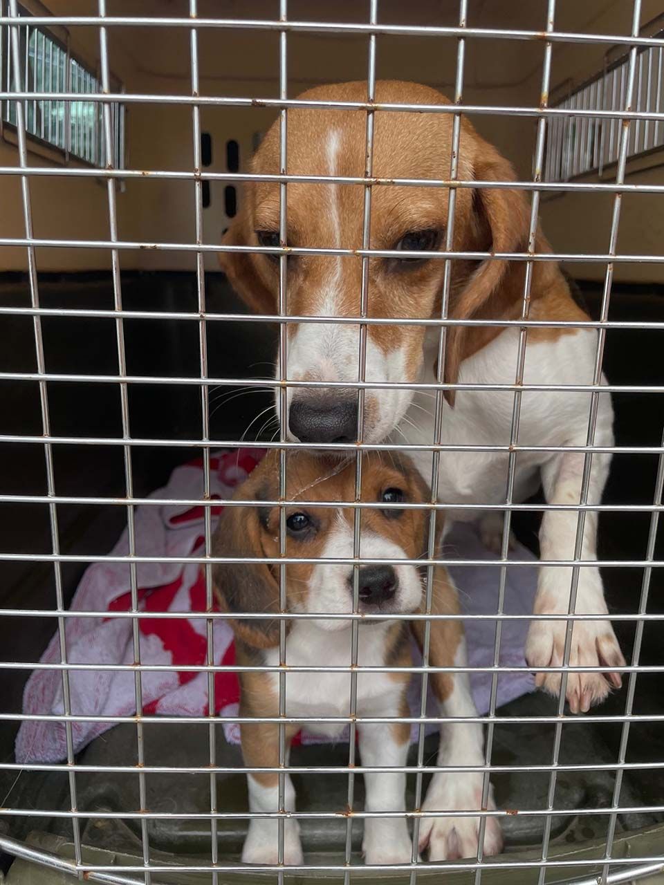 4000 beagles criados para experimentos han sido rescatados