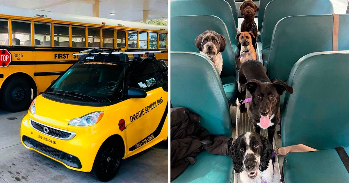 Este autobús escolar para perros recoge a los perritos todos los días y los lleva a la guardería