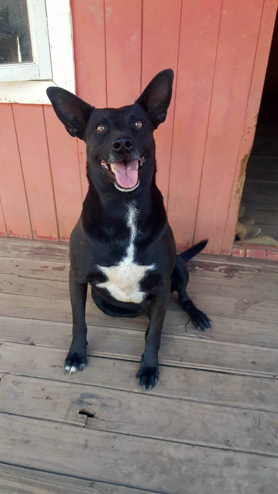 Perro de un refugio recibe la despedida más dulce cuando finalmente es adoptado 5 Hermoso perrito rescatado