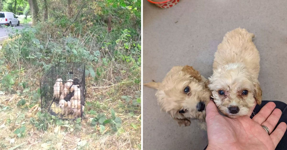 Hombre sorprende encontrar 20 cachorros carretera