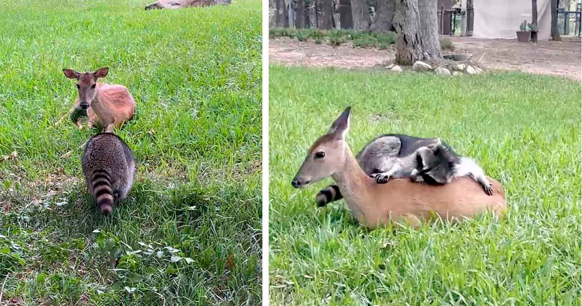 Mapache forma la amistad más dulce con un ciervo que perdió a su madre