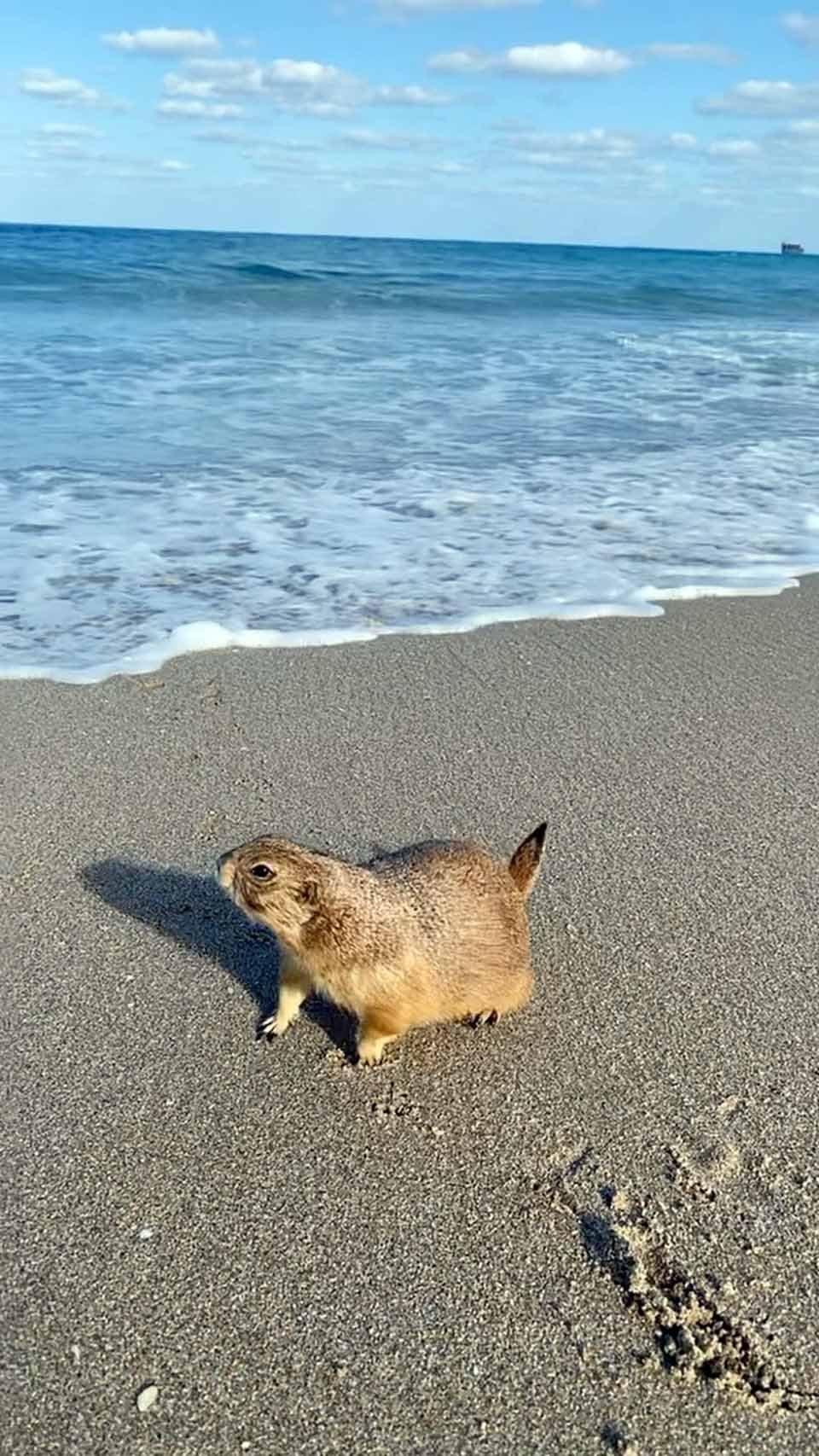 Este perrito de la pradera viaja a todos lados con su padre adoptivo 7 Perrito de la pradera en la playa