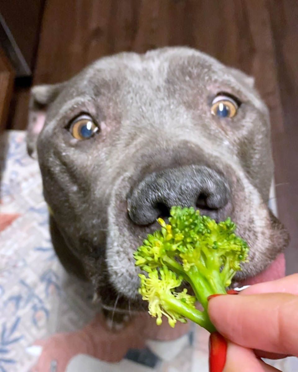 Perro come brócoli