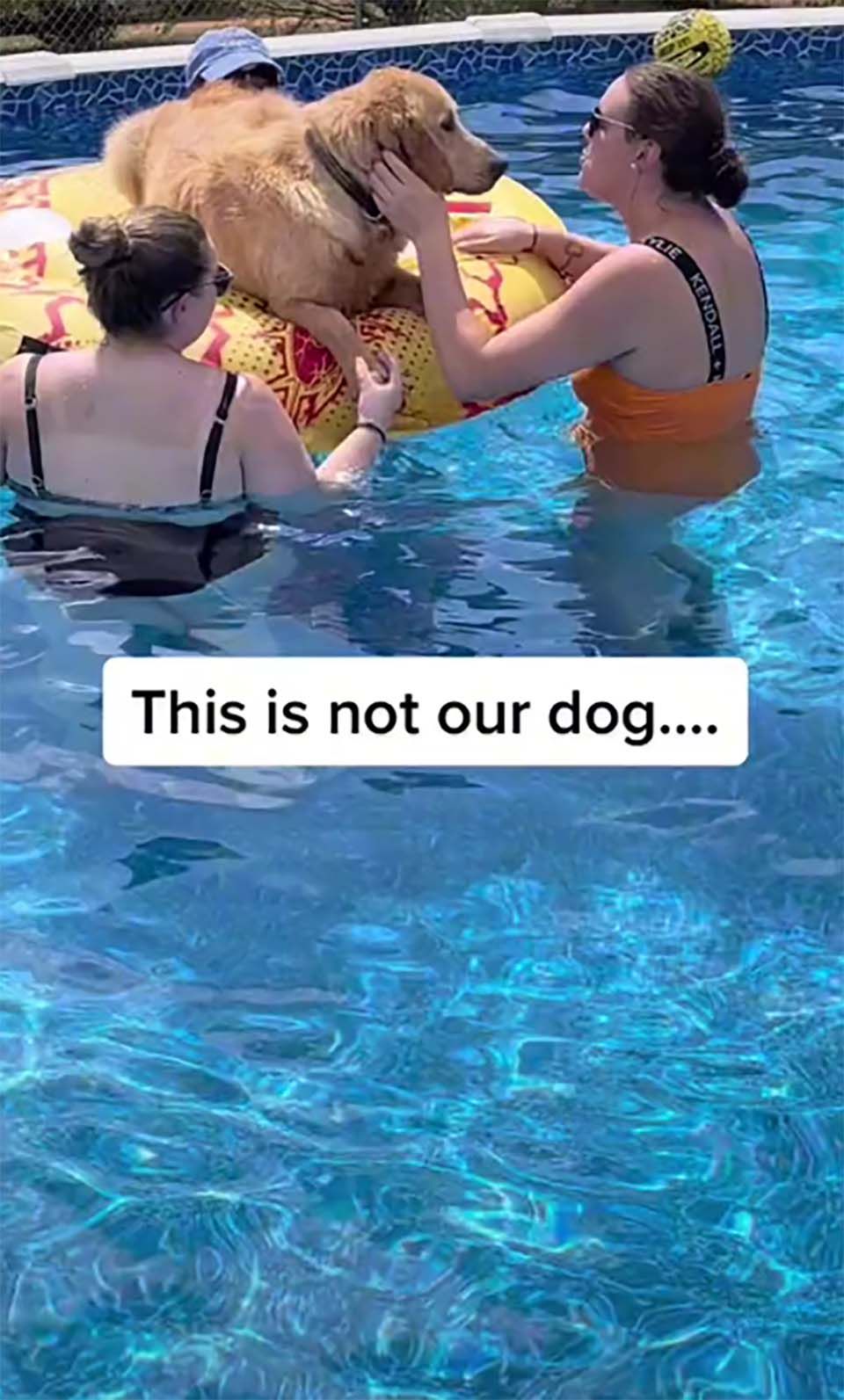 Perros aparecen en una fiesta en la piscina