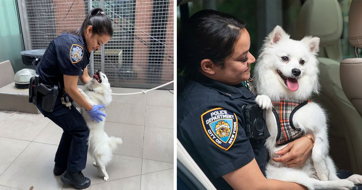 Policía adopta perro ayudó rescatar auto caliente