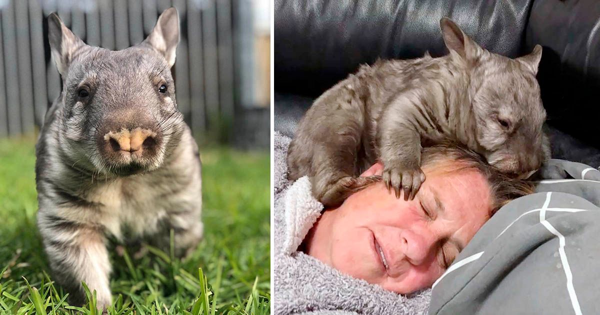 Esta wombat se enamoró de una abuela