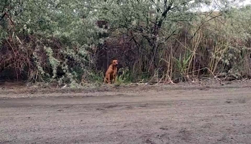 Cachorrita abandonada tiene la reacción más dulce al ver a su salvadora 8 Cachorrita abandonada en la carretera
