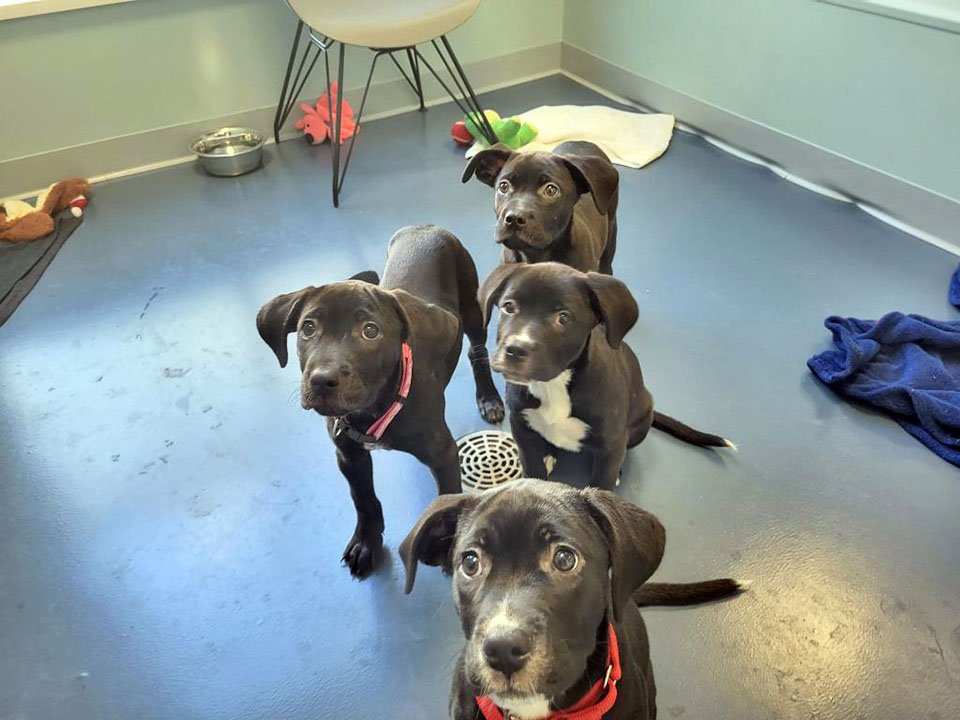 Pareja ve una maleta moviéndose al lado del camino y nota que está llena de cachorros 6 Cachorritos rescatados