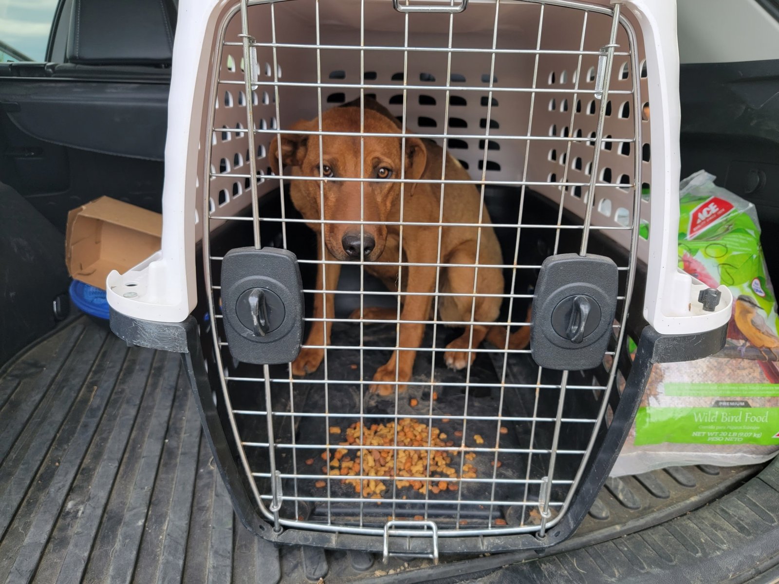Cachorrita abandonada tiene la reacción más dulce al ver a su salvadora 9 Cachorro abandonado es rescatado