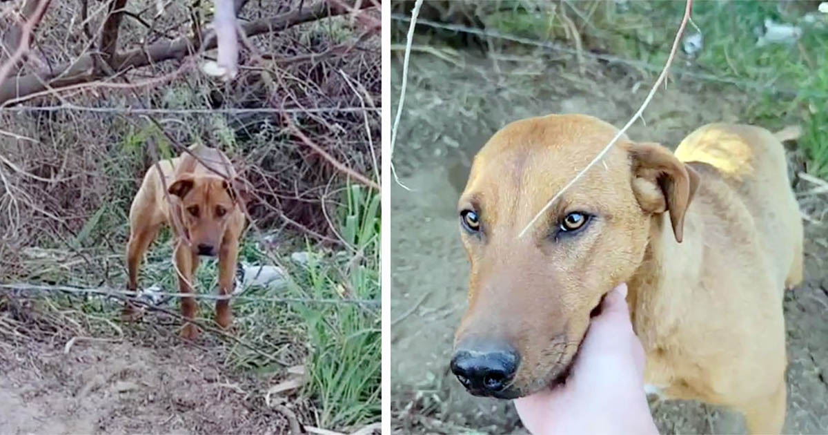 Cachorrita abandonada tiene la reacción más dulce al ver a su salvador