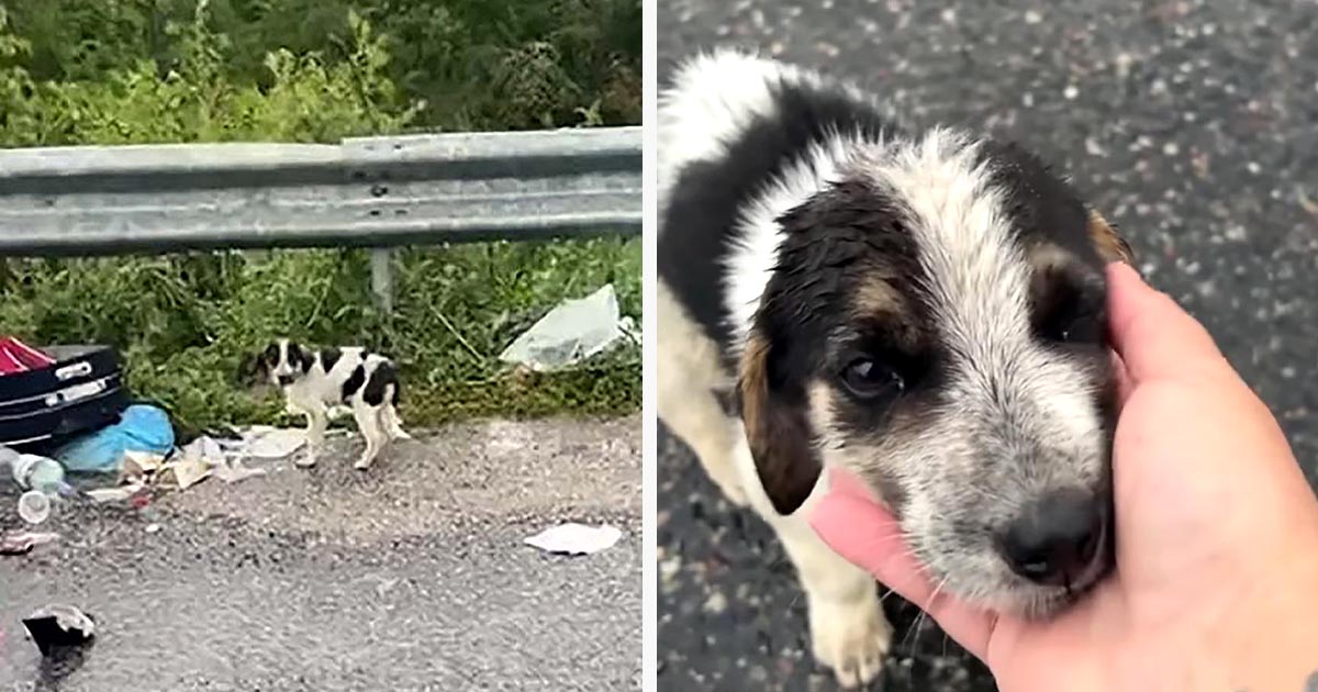 Cachorro sin hogar que escarbaba en la basura bajo la lluvia está feliz de ser rescatado