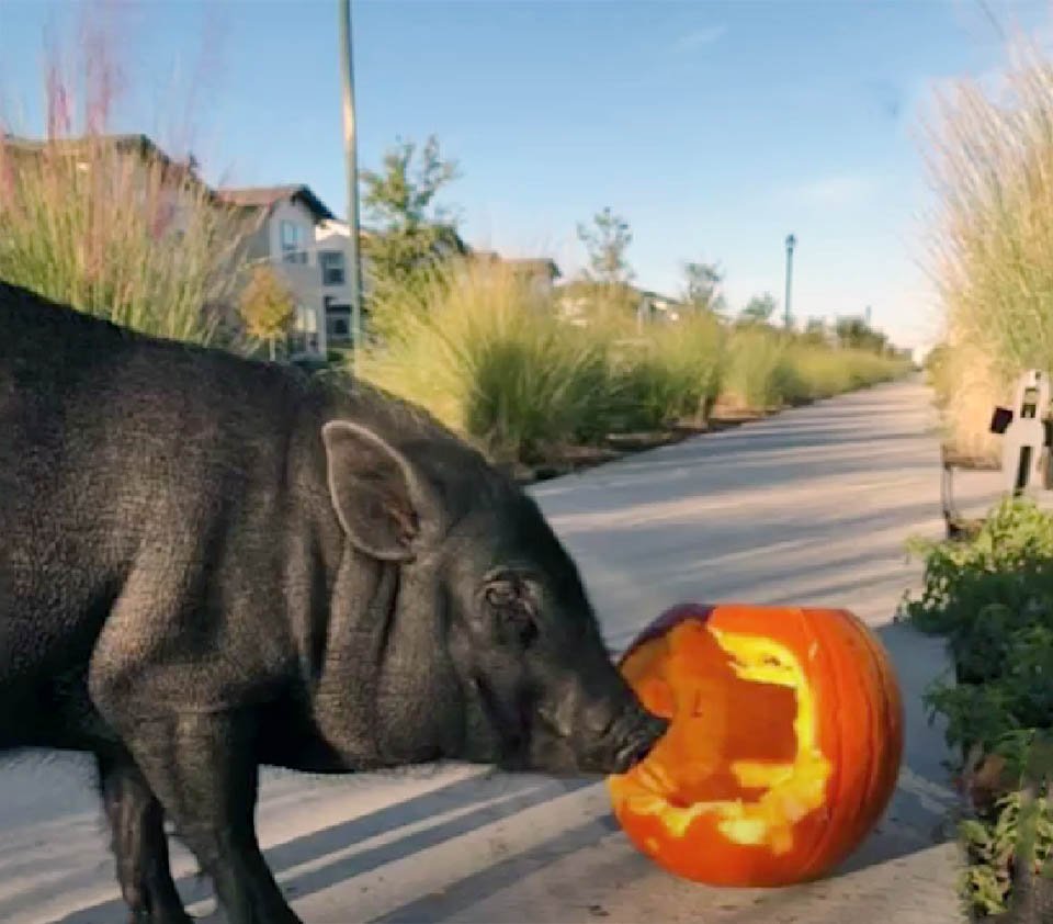 Cerdito es captado en cámara huyendo de casa para robar calabazas 3 Carlton y una calabaza