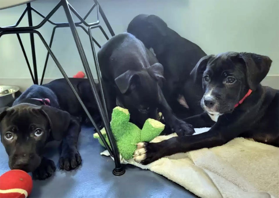 Pareja ve una maleta moviéndose al lado del camino y nota que está llena de cachorros 5 Cachorritos encontrados en una maleta