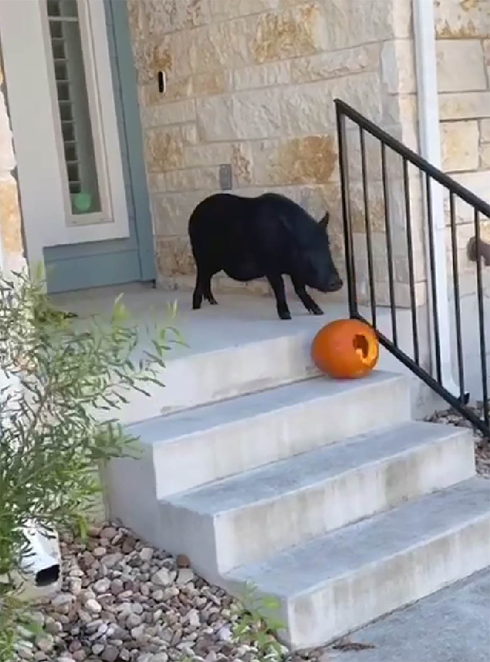 Cerdito es captado en cámara huyendo de casa para robar calabazas 4 Cerdito captado en cámara robando calabazas