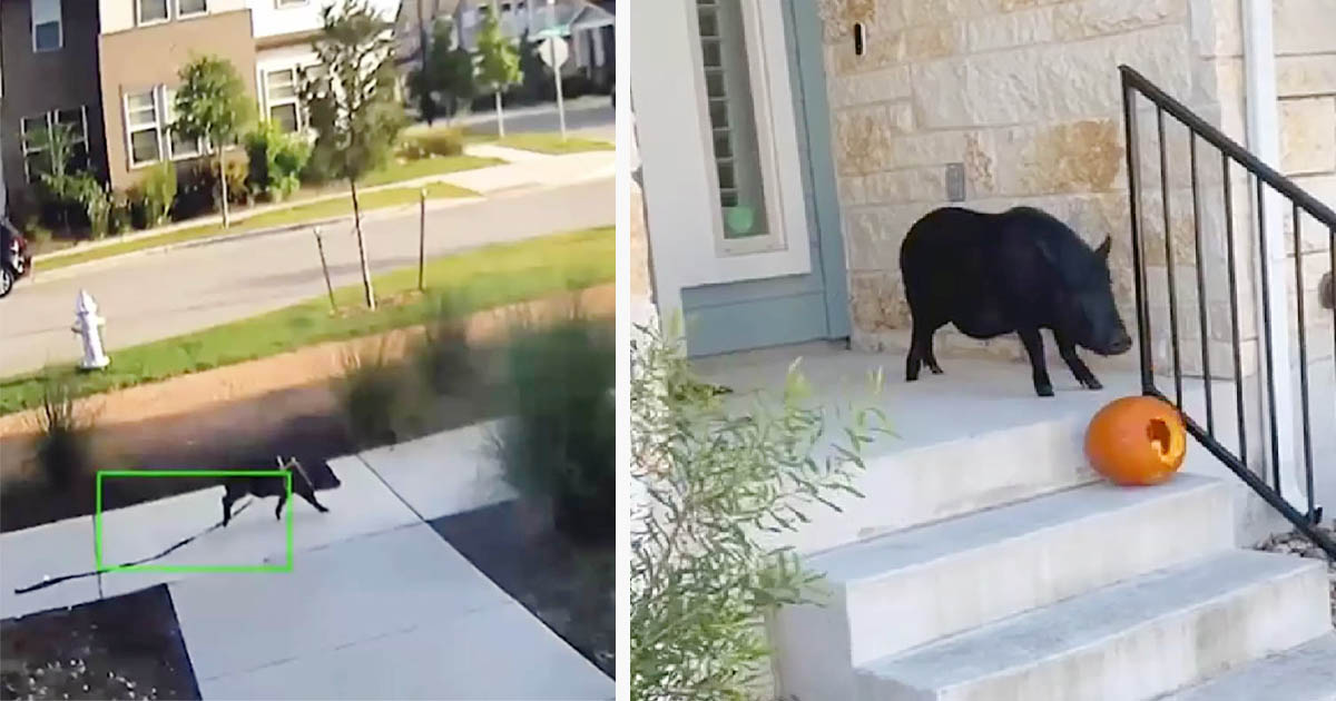 Cerdito es captado en cámara huyendo de casa para robar calabazas
