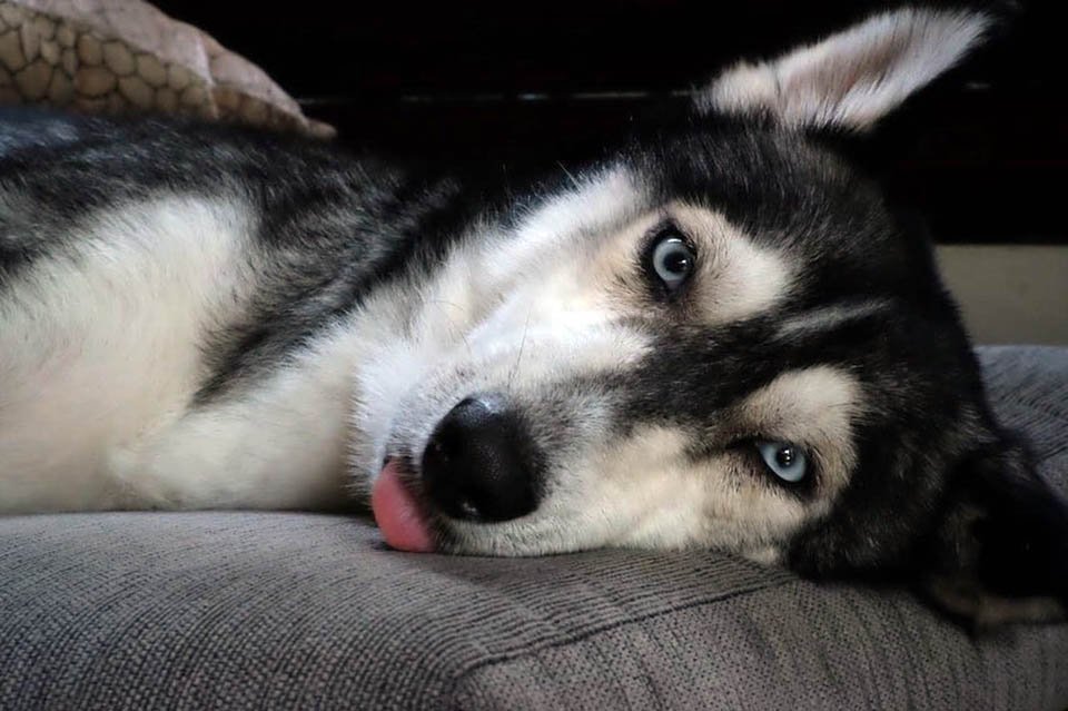Hombre rescata a una husky desnutrida y la convierte en la más hermosa perrita 10 Hermosa perrita adoptada
