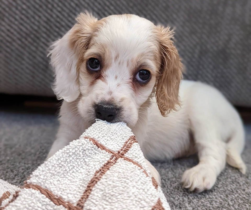 Pequeña y adorable cocker spaniel fue arrojada a un basurero por nacer con una pata deformada 10 Hermosa perrita fue arrojada a un basurero