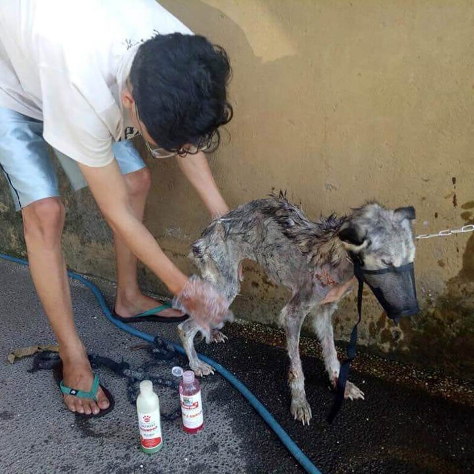 Hombre rescata a una husky desnutrida y la convierte en la más hermosa perrita 7 Hombre da baño a perrita rescatada