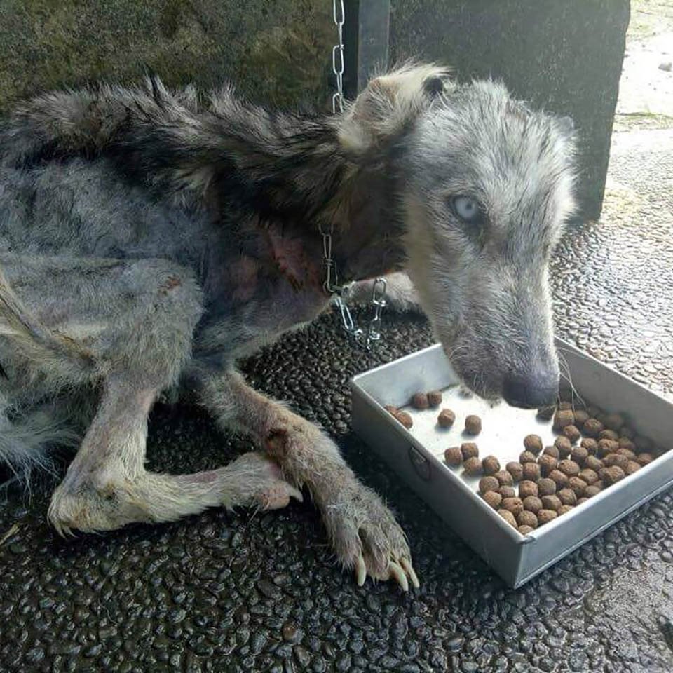 Hombre rescata a una husky desnutrida y la convierte en la más hermosa perrita 6 Hombre rescata a una husky desnutrida