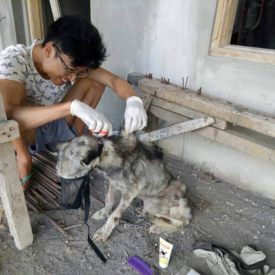 Hombre rescata a una husky desnutrida y la convierte en la más hermosa perrita 8 Husky desnutrida recibe ayuda