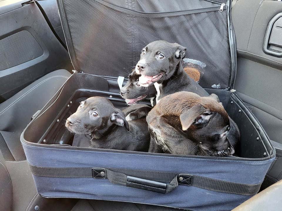 Pareja ve una maleta moviéndose al lado del camino y nota que está llena de cachorros 4 Pareja ve una maleta y nota que está llena de cachorros