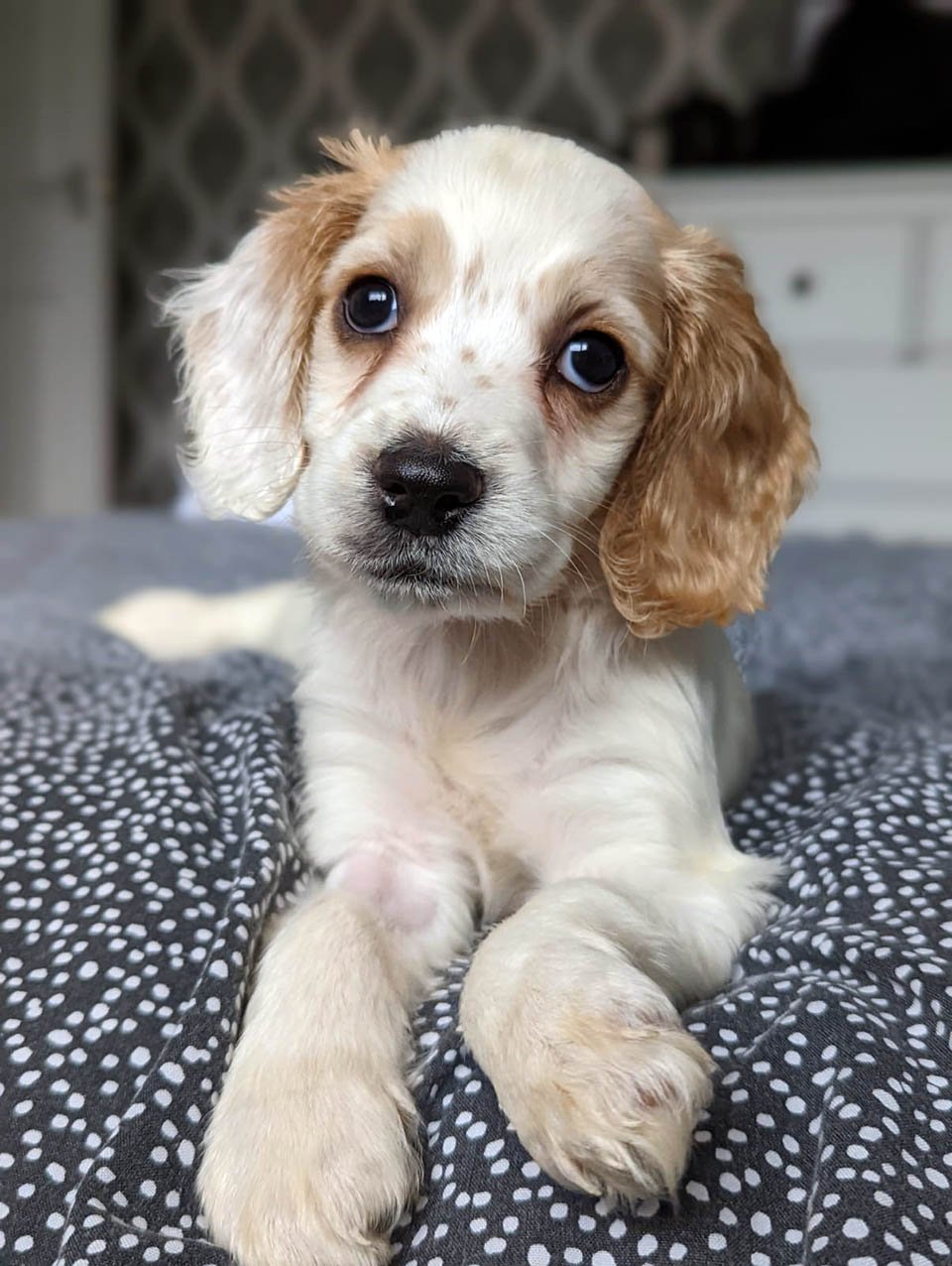 Pequeña y adorable cocker spaniel fue arrojada a un basurero por nacer con una pata deformada 12 Pequeña y adorable cocker spaniel