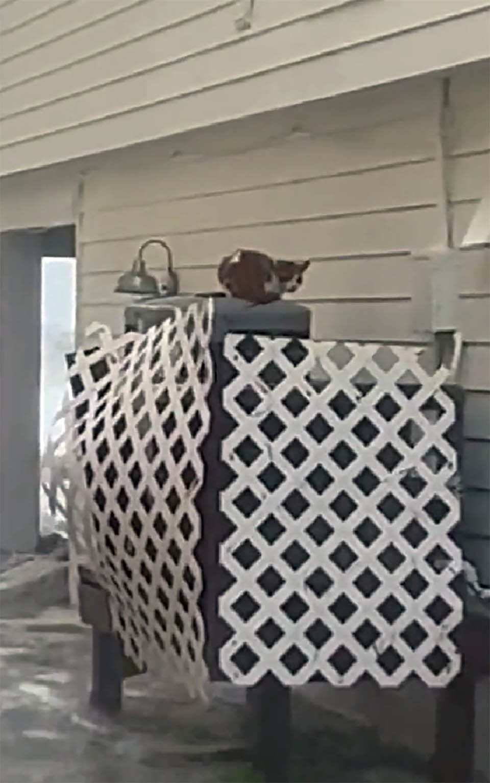 Hombre arriesga su vida para salvar a un pequeño gato de ahogarse en el huracán Ian 3 Pequeño gatito en medio de huracán