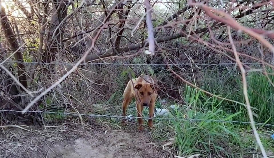 Cachorrita abandonada tiene la reacción más dulce al ver a su salvadora 6 Perrita abandonada