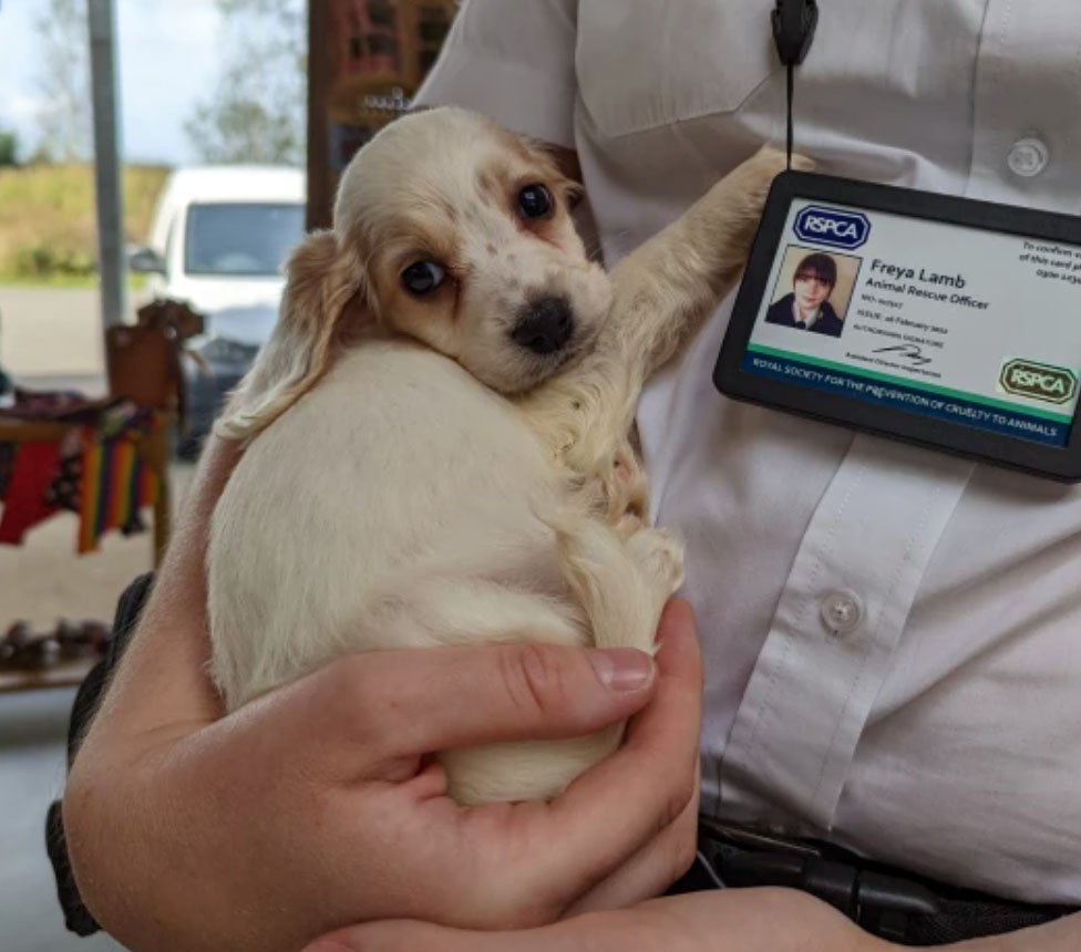 Pequeña y adorable cocker spaniel fue arrojada a un basurero por nacer con una pata deformada 8 Perrita consentida