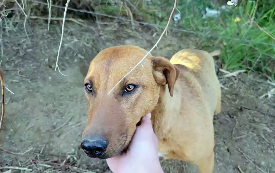 Cachorrita abandonada tiene la reacción más dulce al ver a su salvadora 7 Cachorrita abandonada