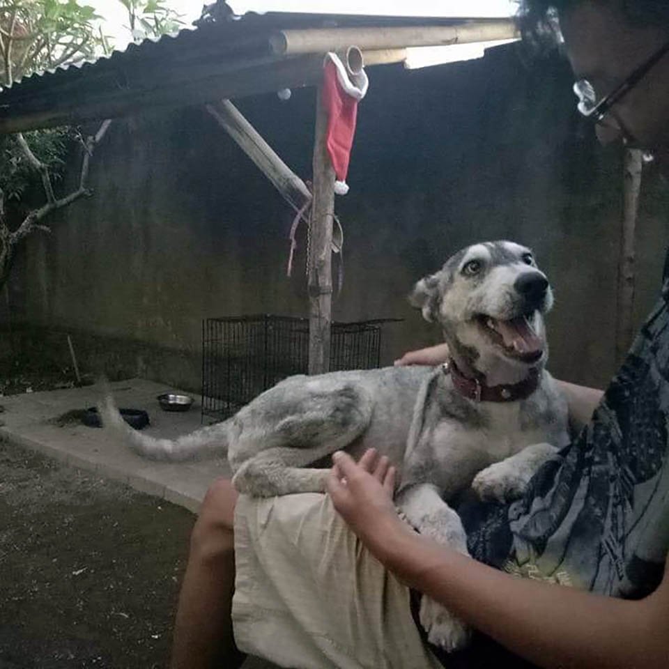 Hombre rescata a una husky desnutrida y la convierte en la más hermosa perrita 9 Perrita rescatada se recupera