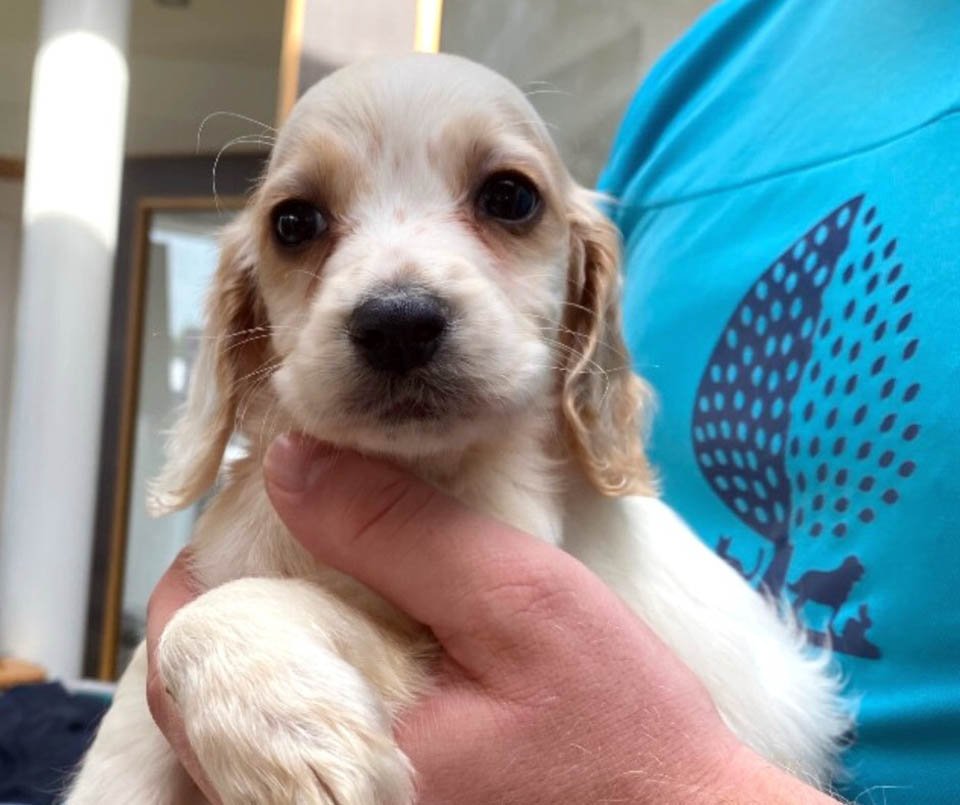 Pequeña y adorable cocker spaniel fue arrojada a un basurero por nacer con una pata deformada 9 Perrita rescatada