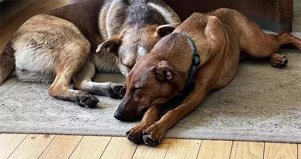 Cachorrita abandonada tiene la reacción más dulce al ver a su salvadora 10 Perritos tomando la siesta