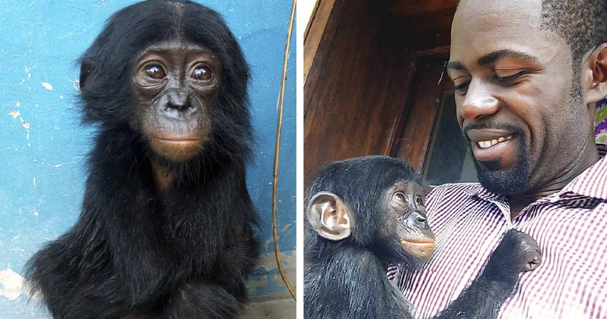 Chimpancé bebé no deja de mirar a la persona que le salvó la vida