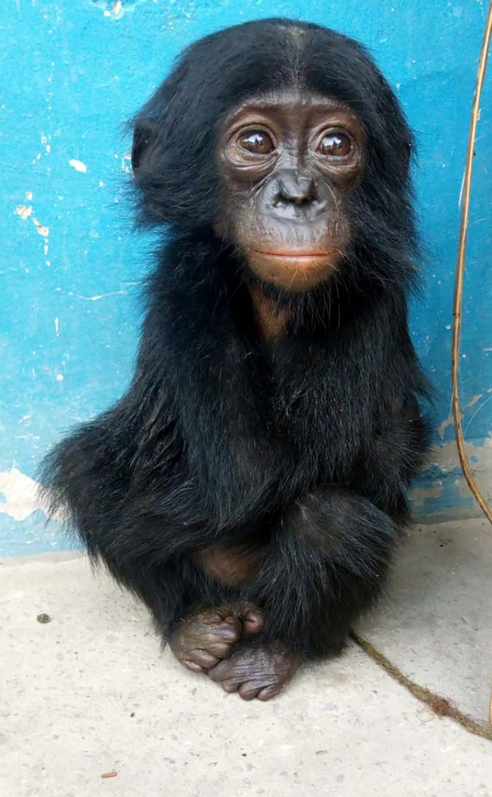 Chimpancé bebé no deja de mirar a la persona que le salvó la vida 6 Chimpancé bebé