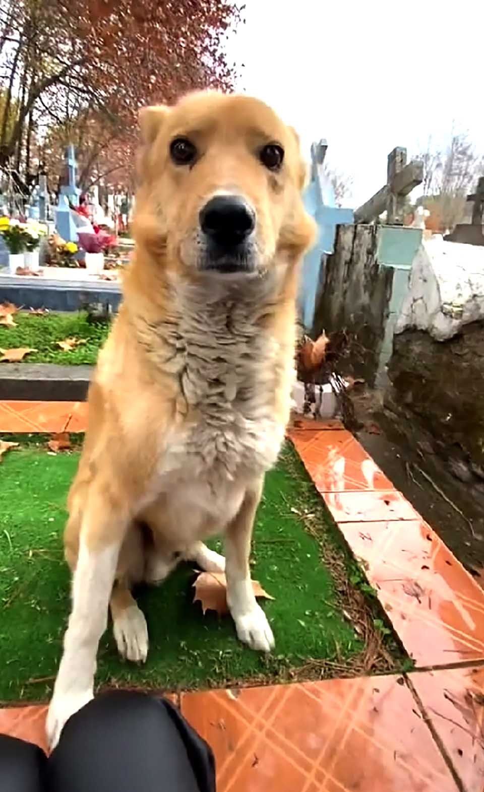 Mujer lloraba junto a una tumba y un perro aparece para darle consuelo 3 Mujer lloraba junto a una tumba y un perro aparece a su lado