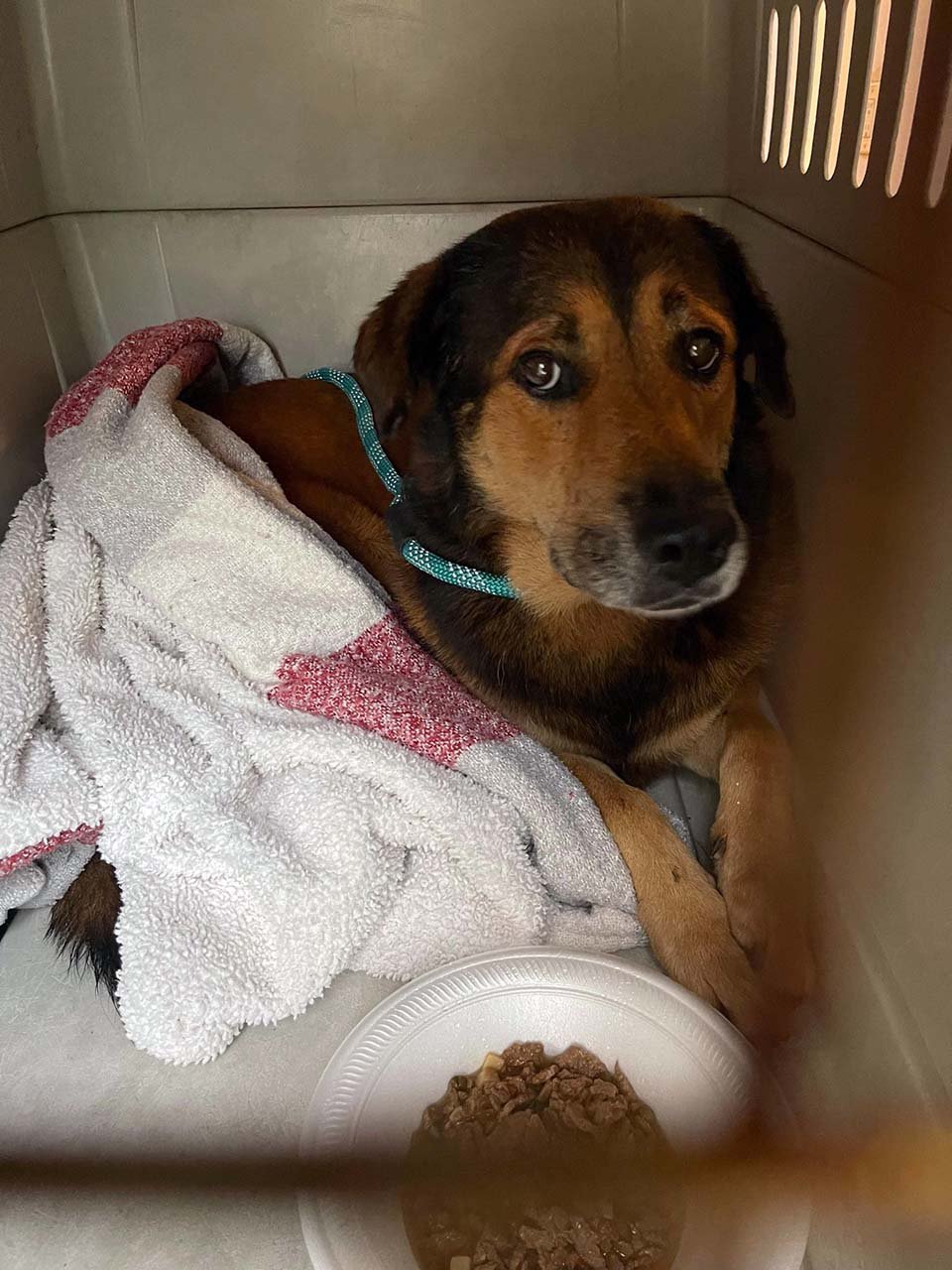 Perro hace guardia más de un mes fuera de casa donde vio por última vez a su familia 8 Perrito con mirada triste