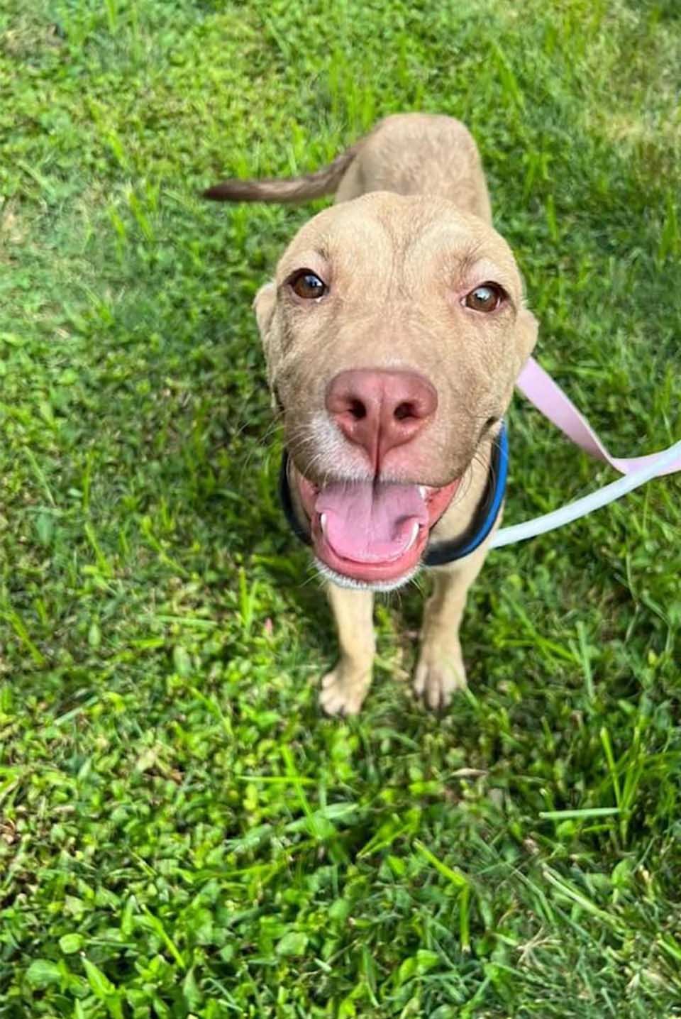 Perrito sin hogar aparece en el porche de una familia pidiendo ser rescatado 4 Perrito rescatado
