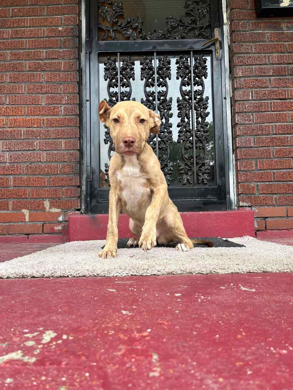 Perrito sin hogar aparece en el porche de una familia pidiendo ser rescatado 3 Perrito sin hogar aparece en el porche de una familia