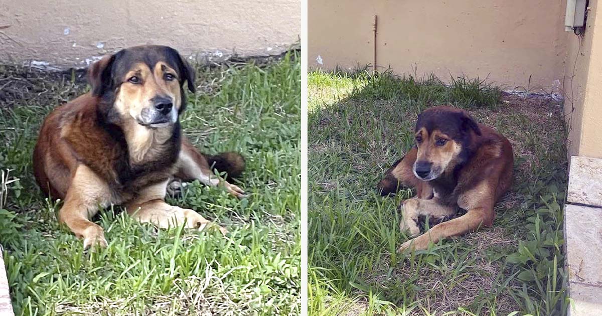 Perro hace guardia más de un mes fuera de casa donde vio por última vez a su familia