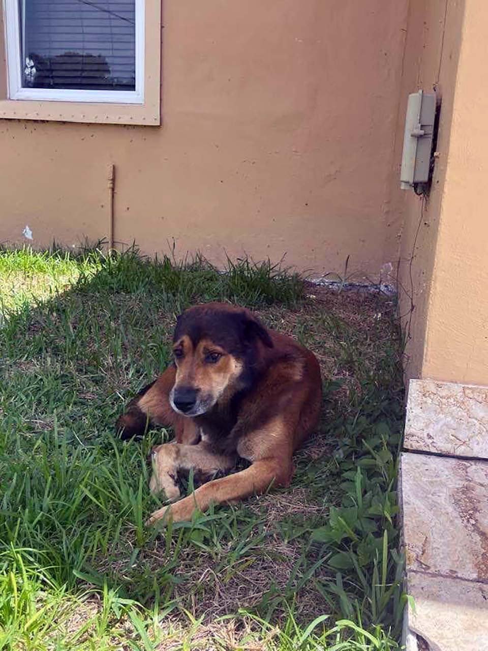 Perro hace guardia más de un mes fuera de casa donde vio por última vez a su familia 6 Perro hace guardia más donde vio por última vez a su familia