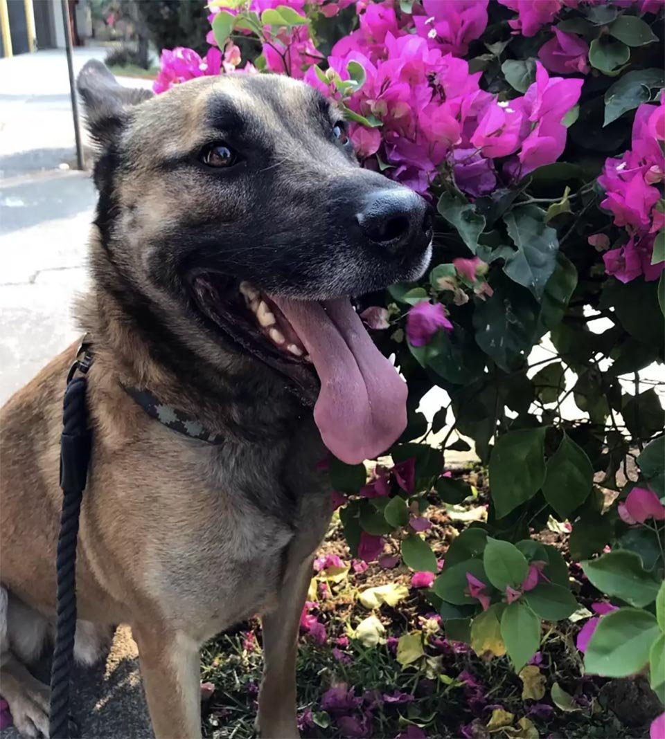 Perro que paseaba por el parque se da cuenta de que conoce a la mujer en la banca 6 Perro que paseaba por el parque