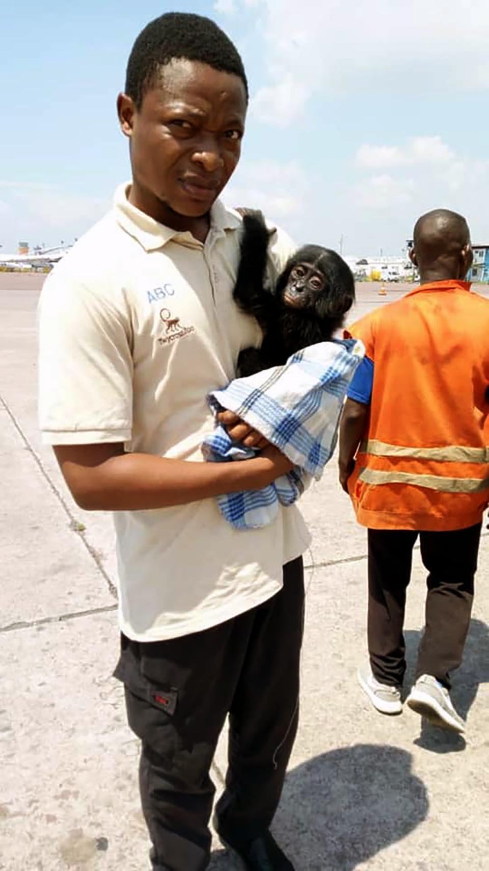 Chimpancé bebé no deja de mirar a la persona que le salvó la vida 8 Voluntario sostiene a chimpancé